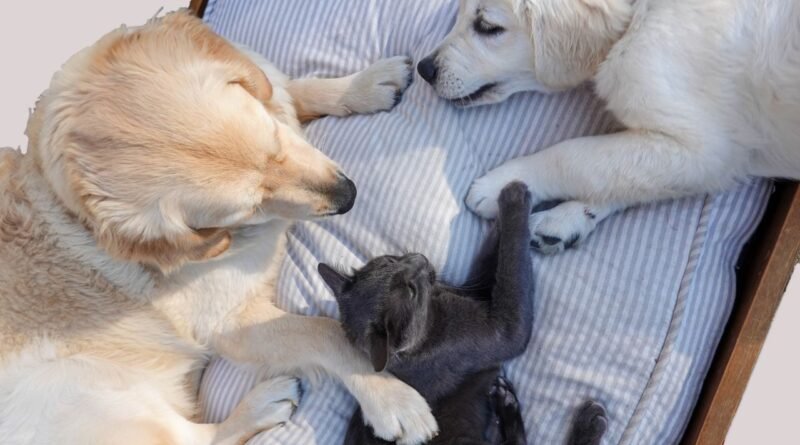 Adorable golden retrievers and a cat comfortably lounging on a bed, exuding tranquility.